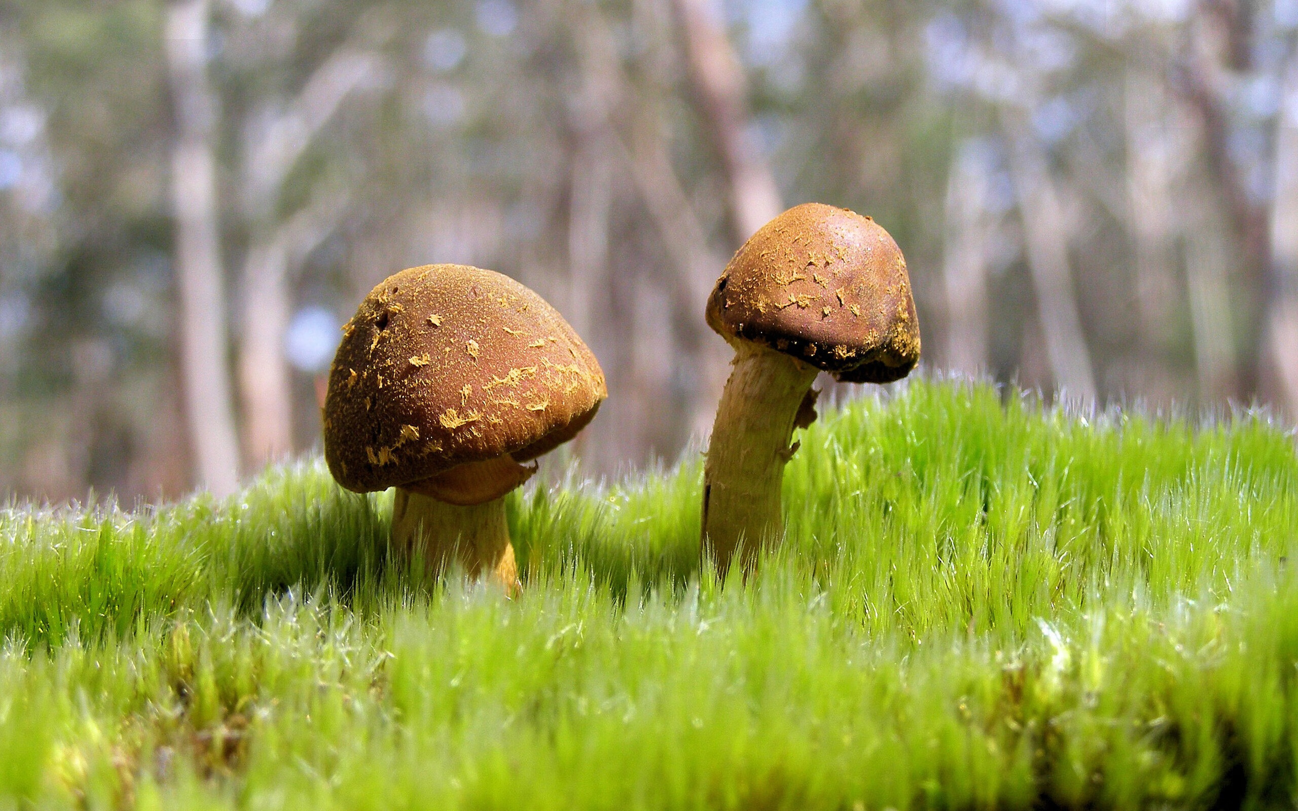 范弗利特完美发挥引领黄蜂击溃马刺