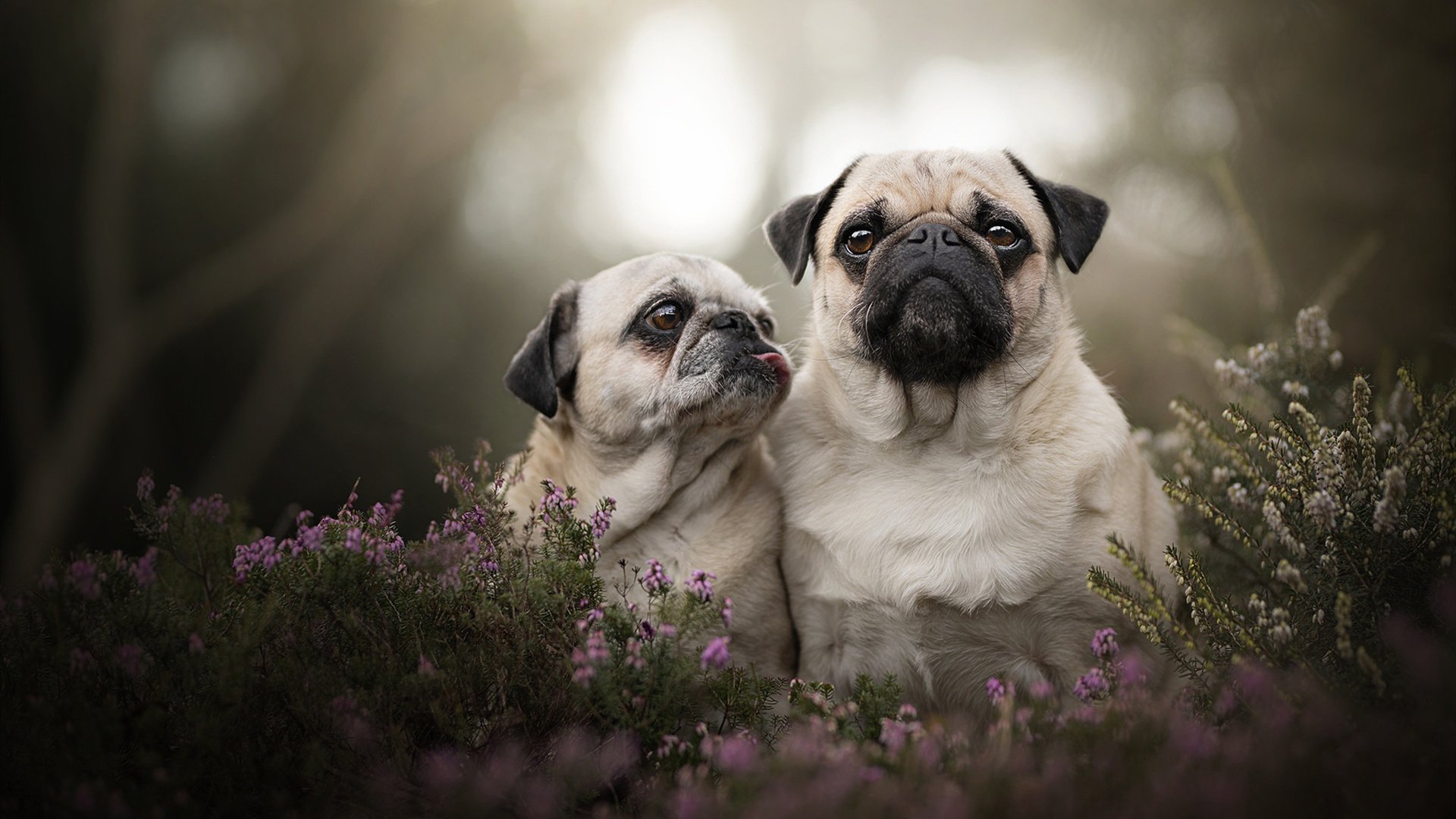 孤岛与灯塔，当贝林厄姆在喀麦隆的战术荒漠中点燃争冠之路