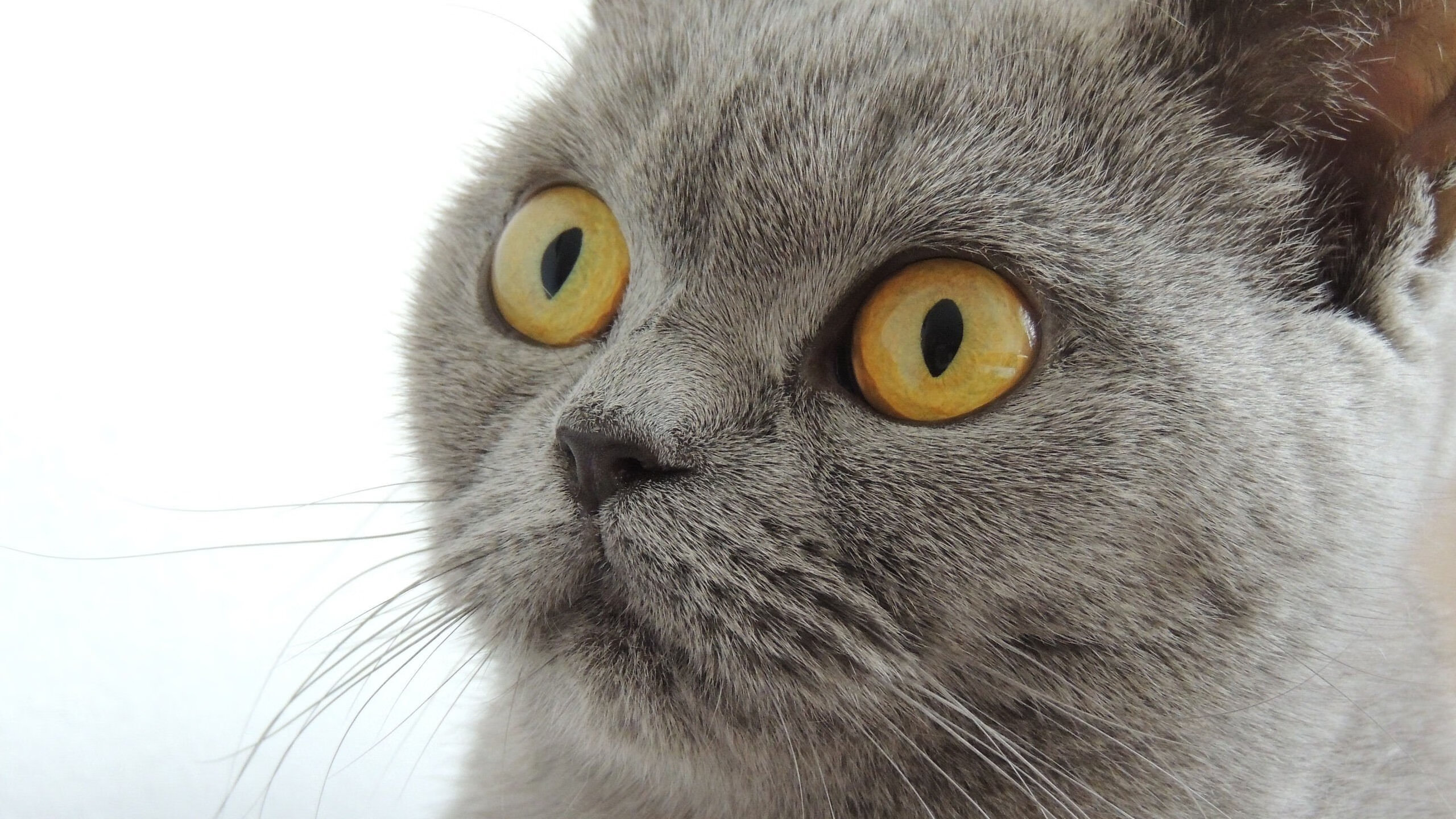 绿茵史诗夜!班凯罗数据全面炸裂,导演意甲巅峰对决