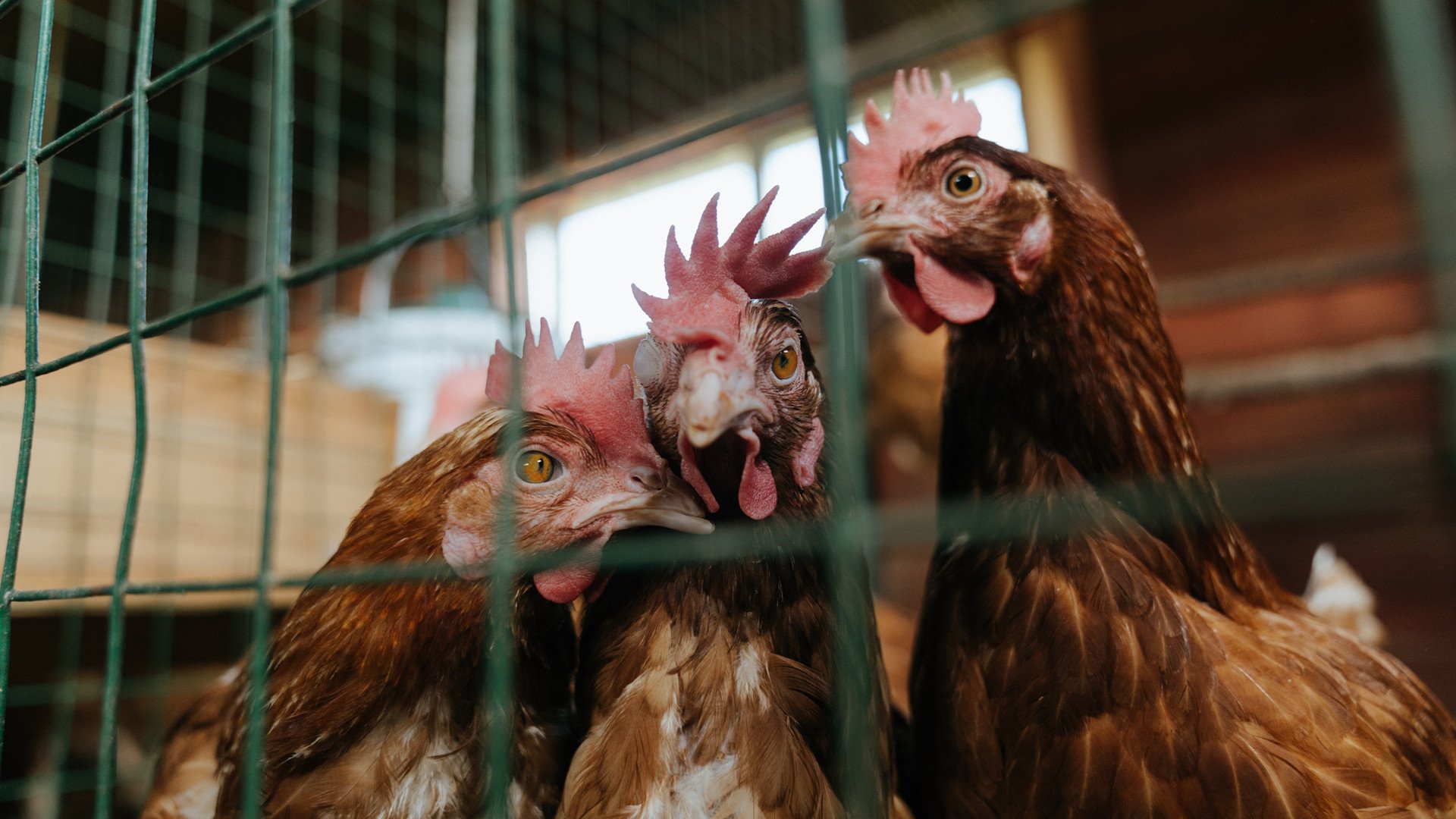 淬火之战,在摩纳哥的疾风骤雨中,巴斯托尼完成了从球星到巨星的蜕变