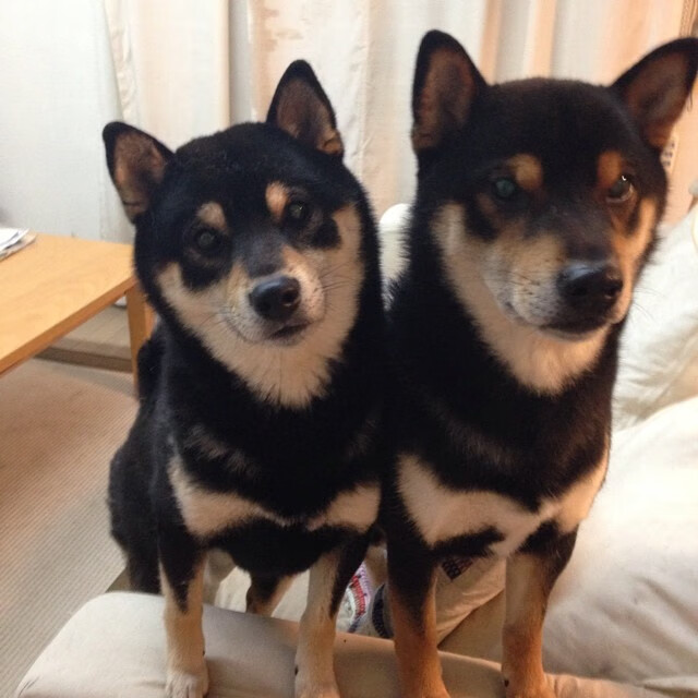 北欧海盗围城，亚洲虎刺喉—战术纪律与天赋瞬击的终极较量