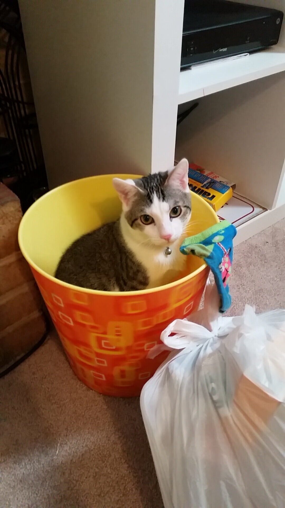 开云体育中国-篮球传奇的交汇，国王淘汰上海队，库里在年度焦点之战接管比赛