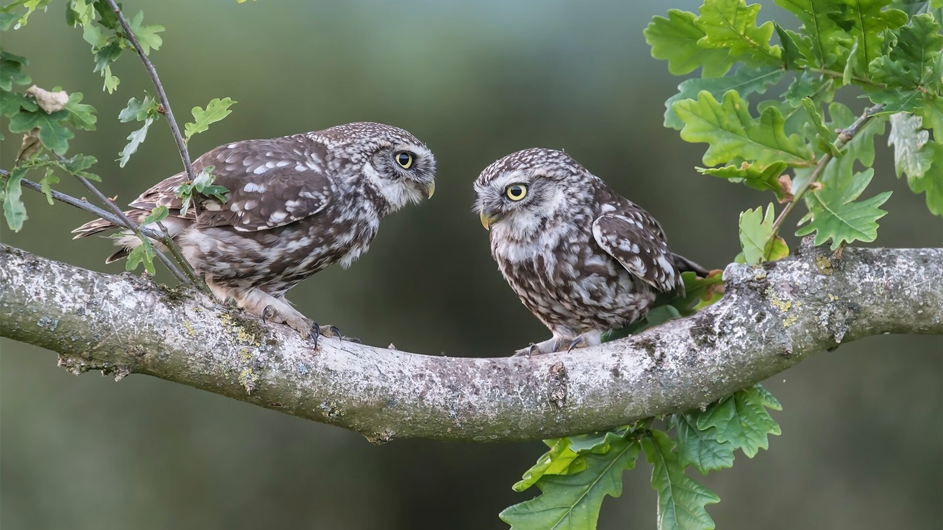 意甲焦点战之夜,莫兰特节奏完全掌控,演绎绿茵交响曲
