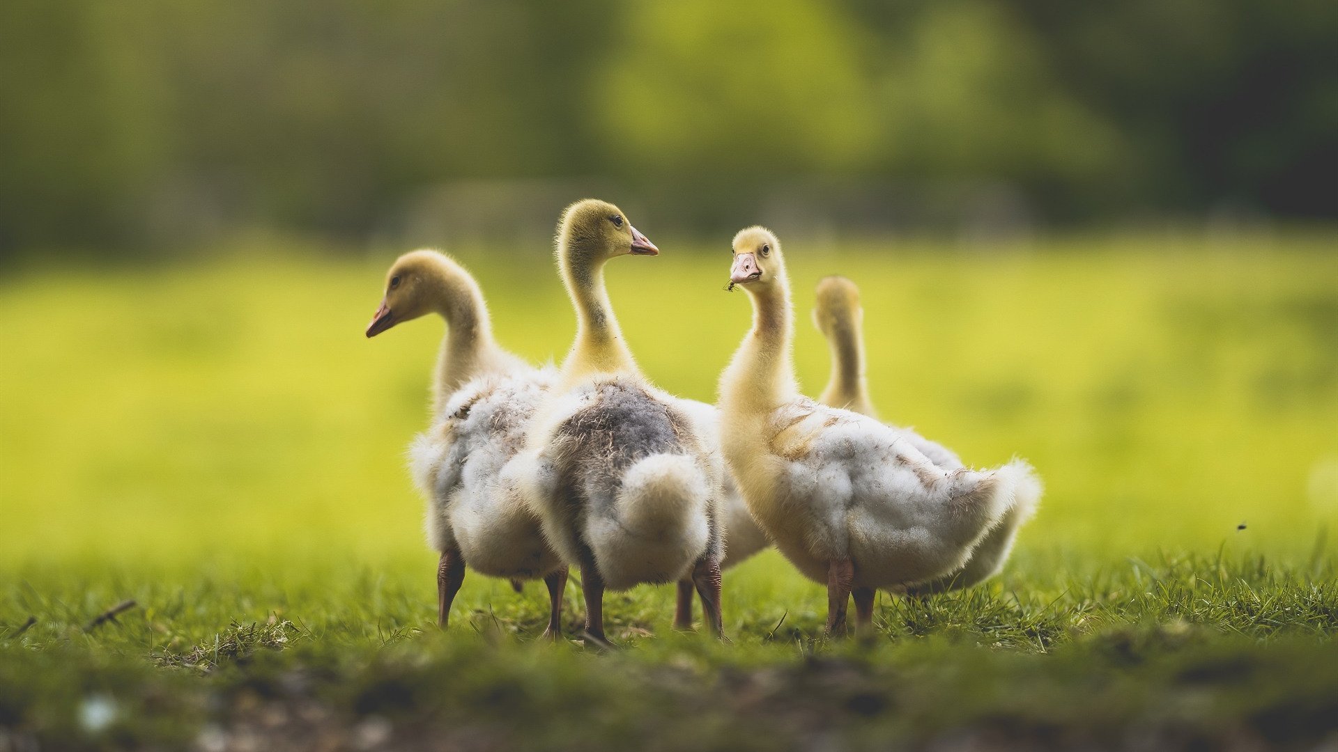 铁幕降临！火箭窒息防守绞杀尼克斯，贝恩一手导演16分翻盘