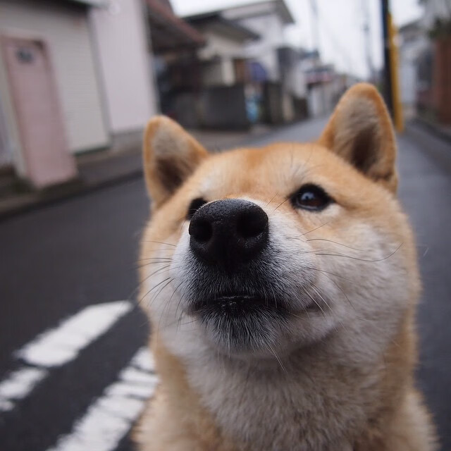 开云体育登录-英超争冠之夜，当钟摆指向背叛者，范弗利特用野狗的血性与全英为敌