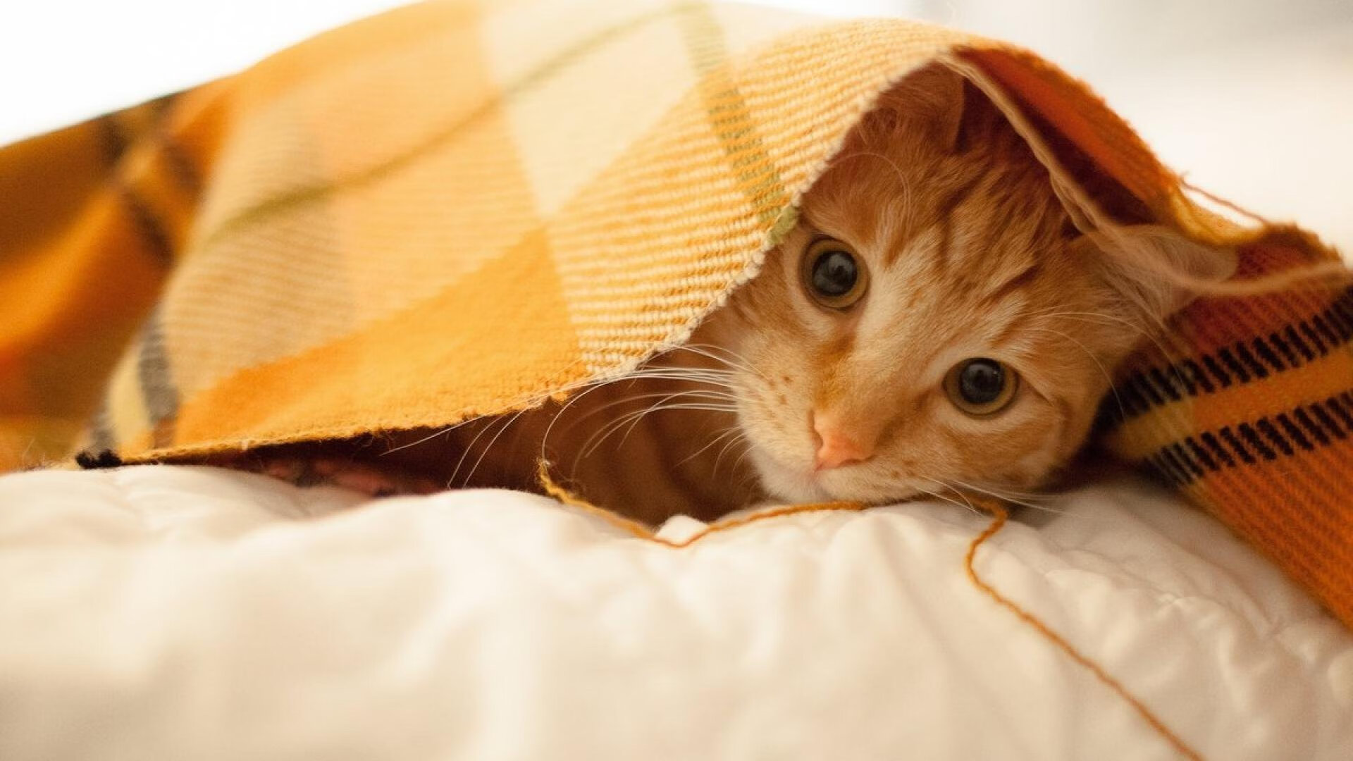 法兰西铁腕与伦敦迷雾,一场3:0完胜背后的战术交响—格列兹曼无声掌控,格纳布里锋芒统治