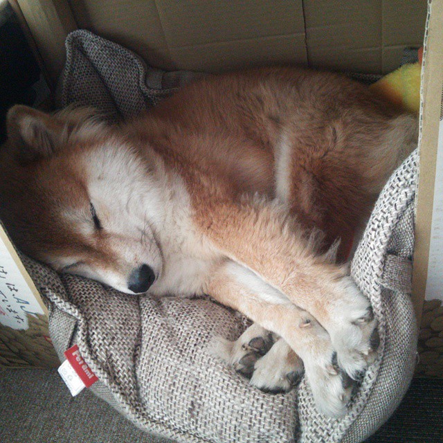 跨越大洋的篮球之火,当NBA新星英格拉姆在CBA赛场上空绽放