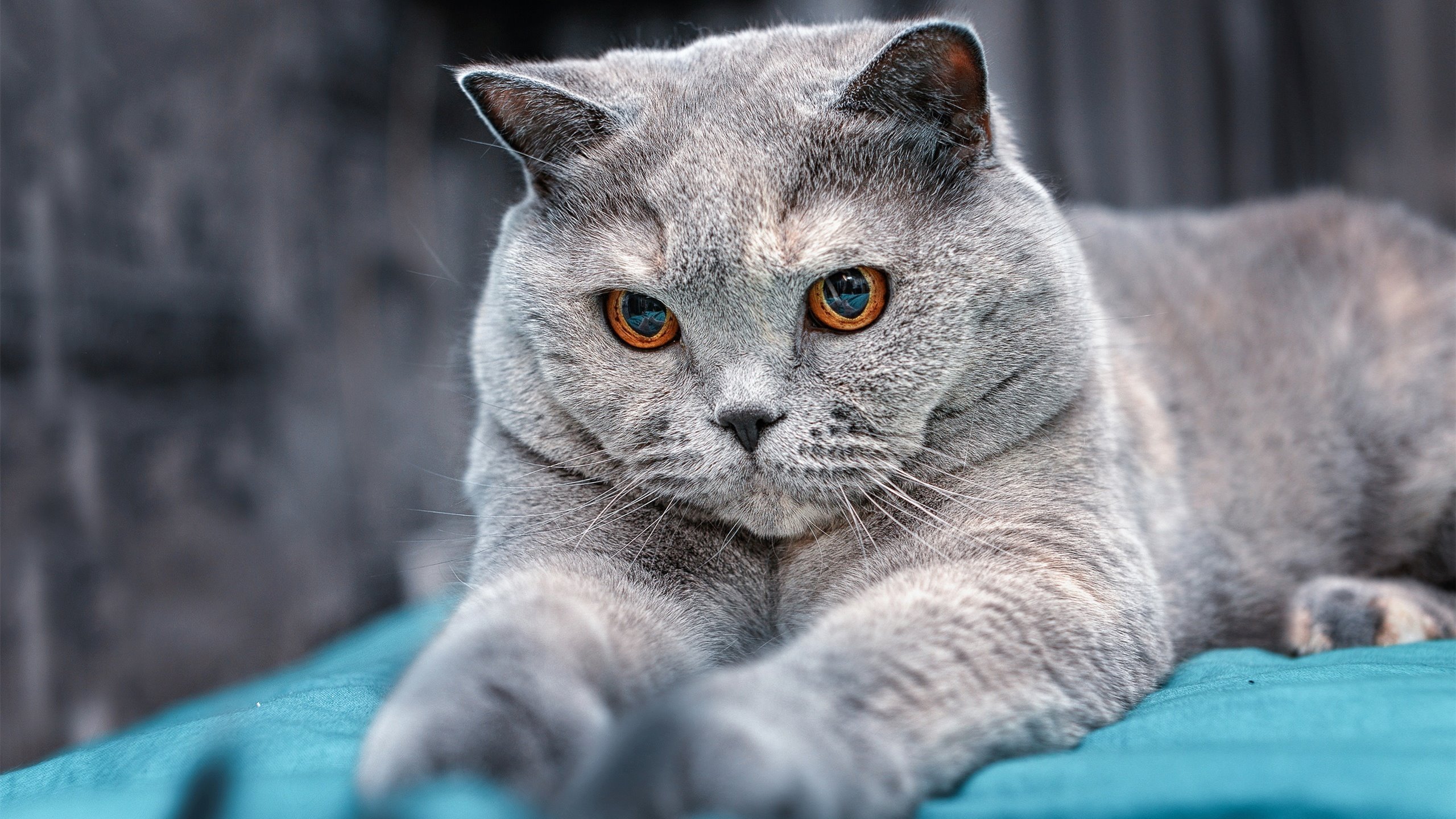 开云体育入口-速度与城墙，当F1引擎咆哮遇上篮球终极绞杀