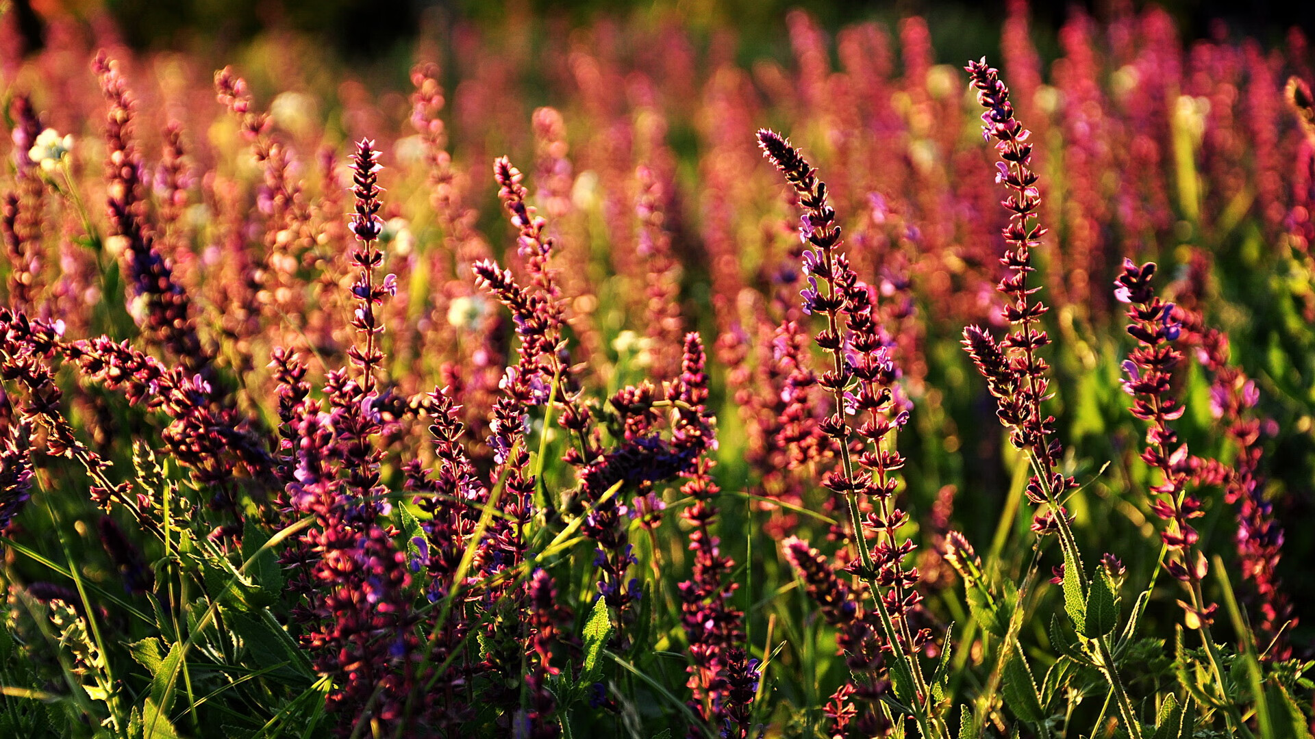 开云sport-冷门惊天！沙特踏平欧洲红魔，卡塞米罗化身关键先生导演逆转