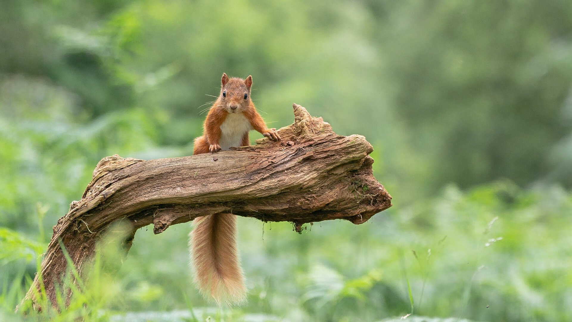 阿坎吉关键回合定乾坤，AC米兰逆境突围牙买加强敌